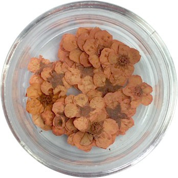 Getrocknete Blumen - Orange