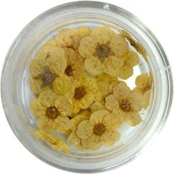 Getrocknete Blumen - Zitronengelb